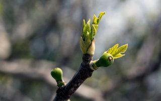 parable-fig-tree-new-leaves