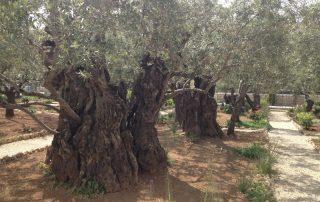 Garden-of-Gethsemane