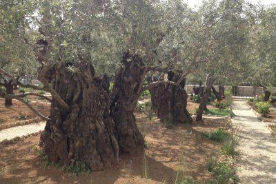 Garden-of-Gethsemane