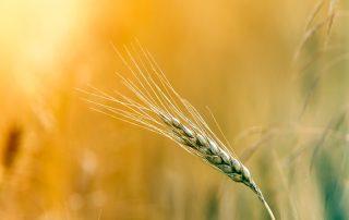 wheat stalk in field