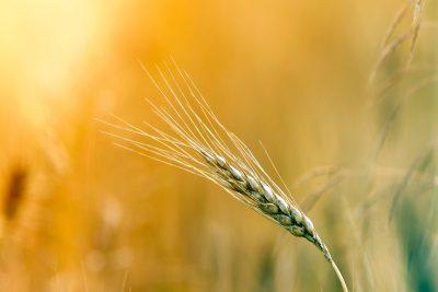 wheat stalk in field