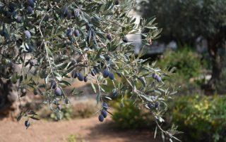 Olive Tree Branch