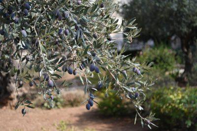 Olive Tree Branch