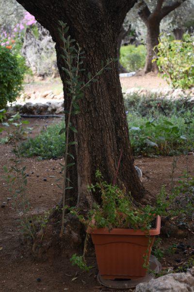 New shoot growing out of an olive trunk