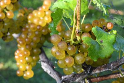 ripe grapes with sufficient brix on a vine